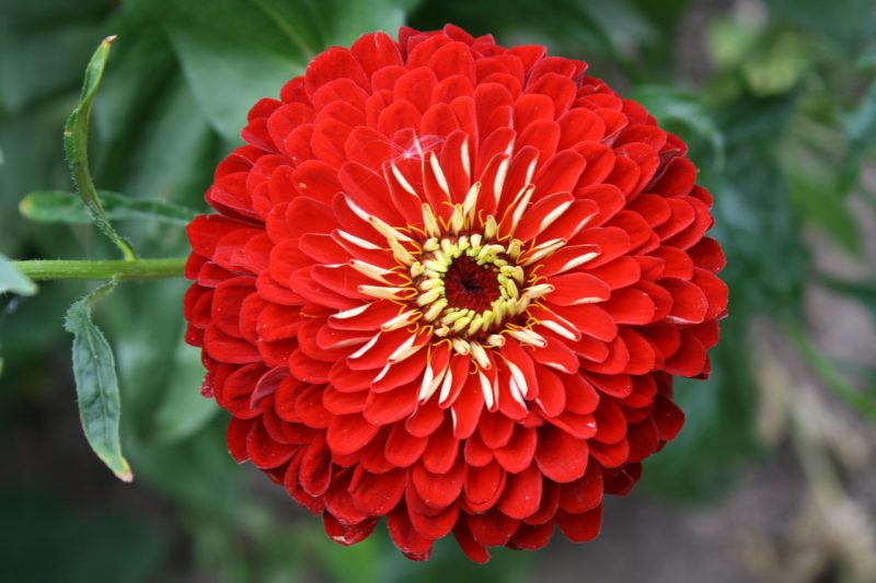 zinnia perennial planting and care in the open field