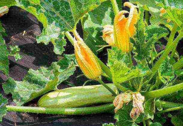 zucchini the best varieties