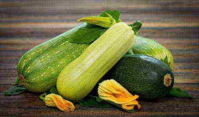 zucchini the best varieties