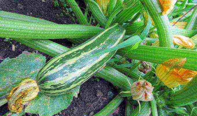 zucchini the best varieties