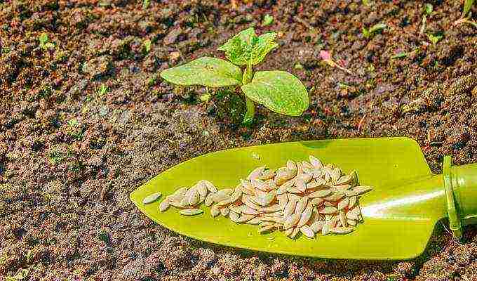 zucchini ang pinakamahusay na mga pagkakaiba-iba