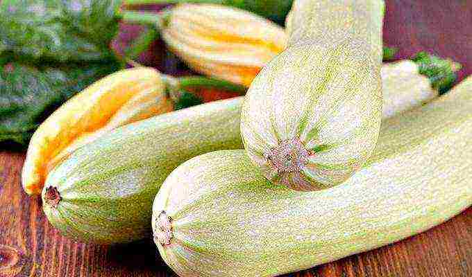 zucchini the best varieties