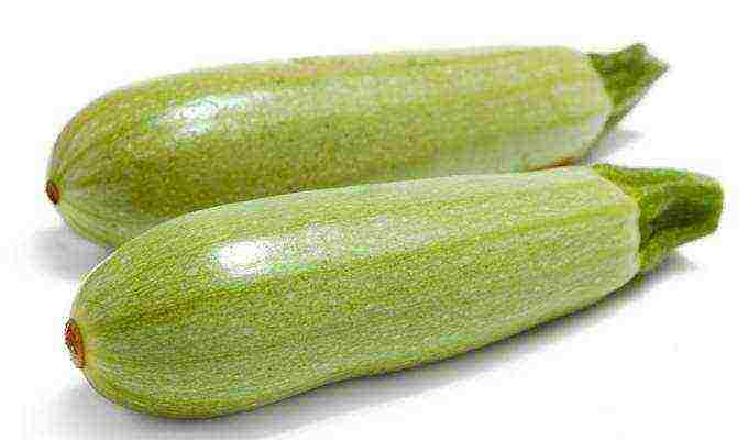 zucchini the best varieties