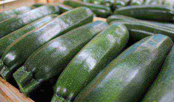 zucchini the best varieties