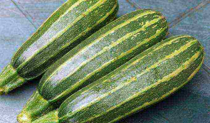 zucchini the best varieties