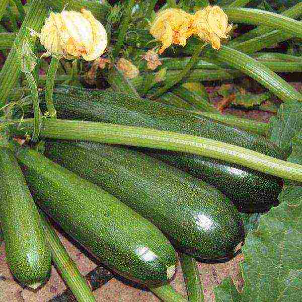 zucchini the best varieties