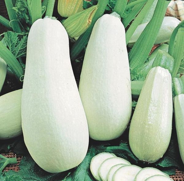 zucchini the best varieties