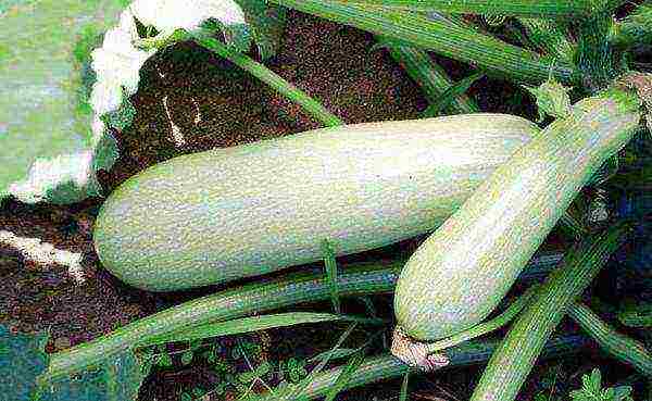 zucchini the best varieties