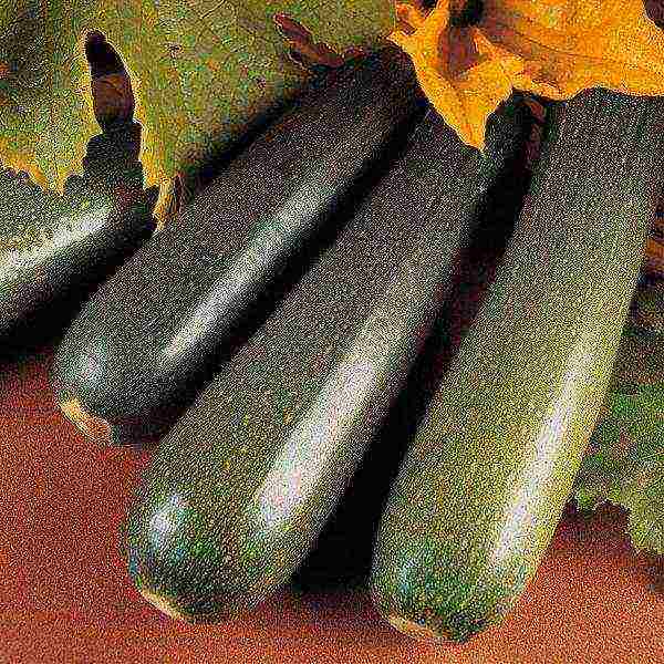 zucchini the best varieties