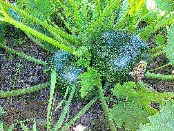 zucchini the best varieties