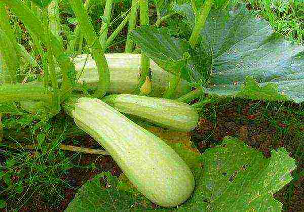 zucchini the best varieties