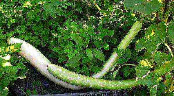 zucchini the best varieties