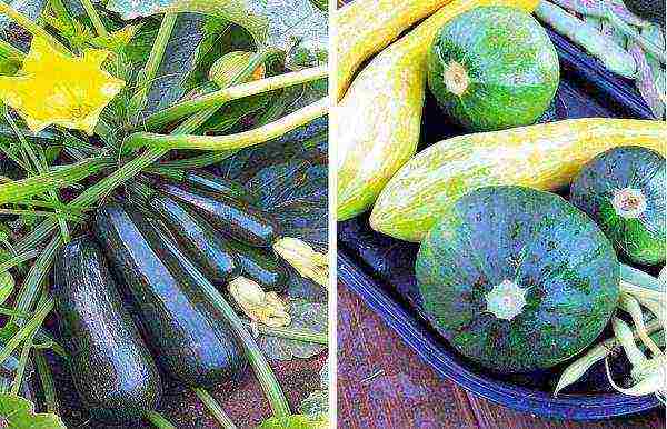 zucchini the best varieties