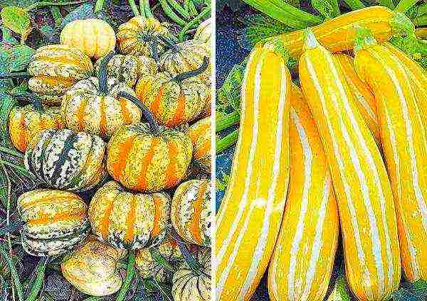 zucchini ang pinakamahusay na mga pagkakaiba-iba