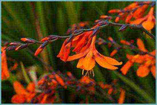 زراعة زهرة crocosmia والعناية بها في الحقول المفتوحة