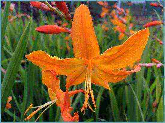 زراعة زهرة crocosmia والعناية بها في الحقول المفتوحة