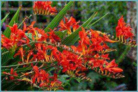 زراعة زهرة crocosmia والعناية بها في الحقول المفتوحة