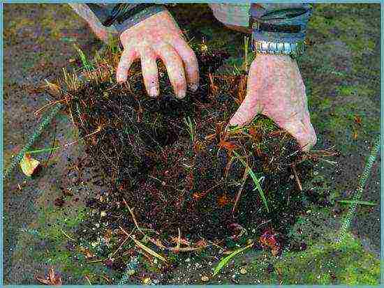 crocosmia flower planting and care in the open field