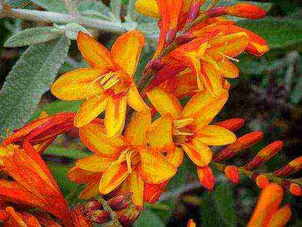 زراعة زهرة crocosmia والعناية بها في الحقول المفتوحة