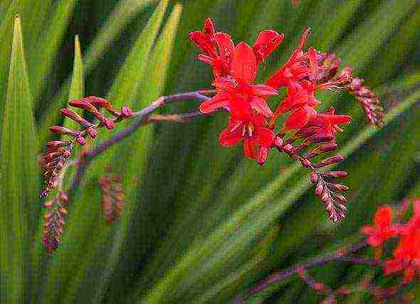 crocosmia flower planting and care in the open field