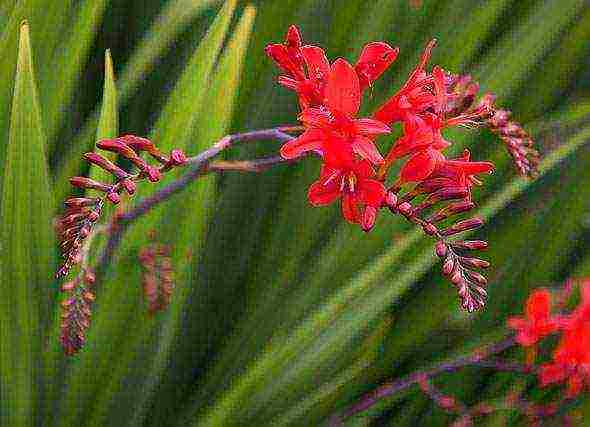 crocosmia การปลูกและดูแลดอกไม้ในทุ่งโล่ง