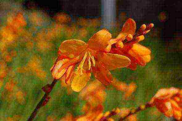 crocosmia การปลูกและดูแลดอกไม้ในทุ่งโล่ง