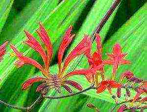 crocosmia การปลูกและดูแลดอกไม้ในทุ่งโล่ง