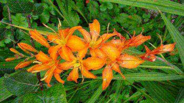 crocosmia การปลูกและดูแลดอกไม้ในทุ่งโล่ง