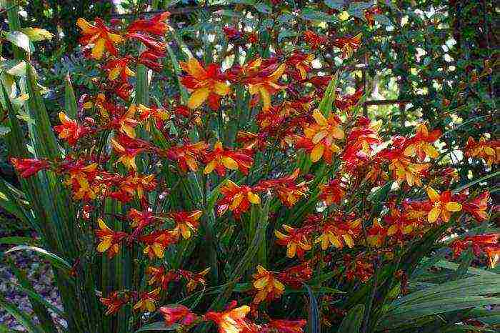 زراعة زهرة crocosmia والعناية بها في الحقول المفتوحة