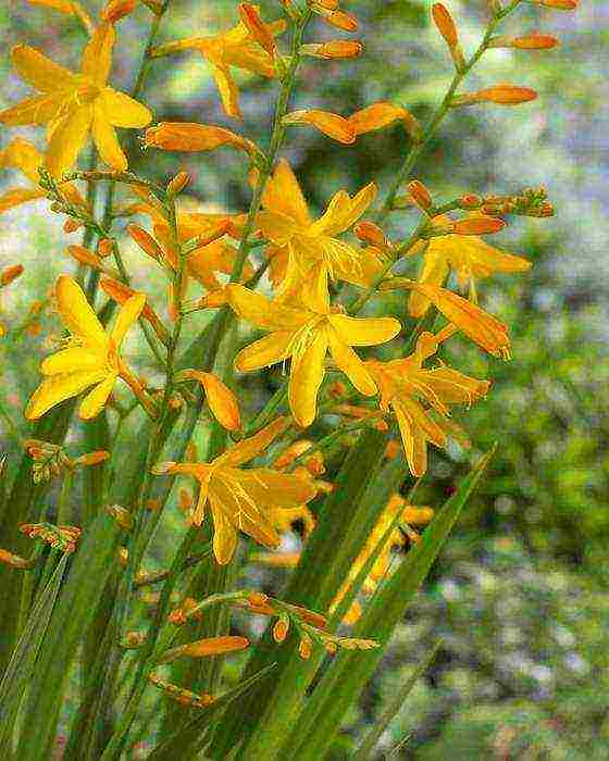 زراعة زهرة crocosmia والعناية بها في الحقول المفتوحة