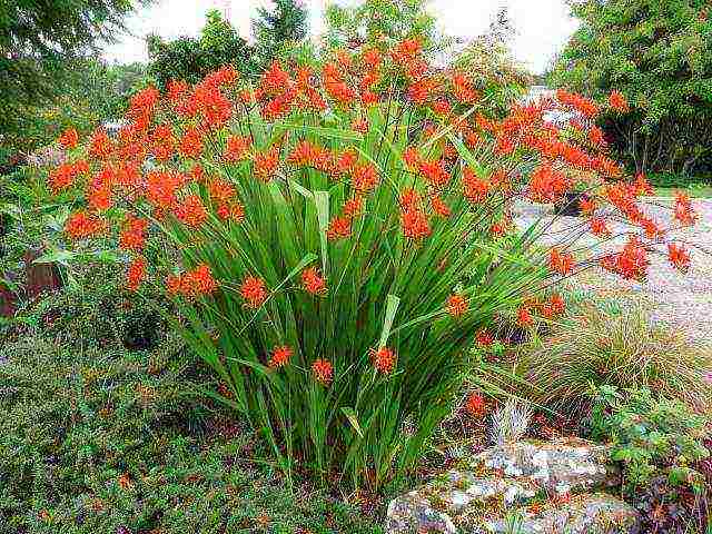 crocosmia การปลูกและดูแลดอกไม้ในทุ่งโล่ง