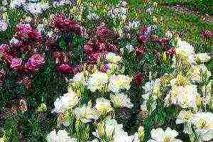 eustoma flowers planting and care in the open field by rhizome