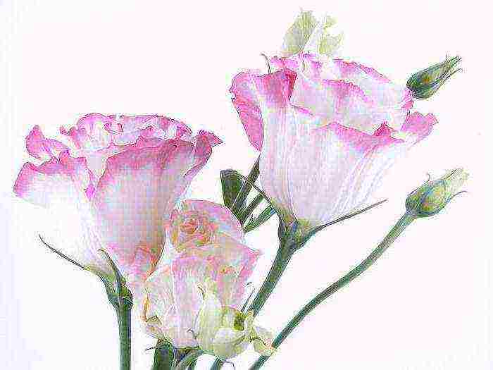 eustoma ดอกไม้ที่ปลูกและดูแลในทุ่งโล่งโดยเหง้า