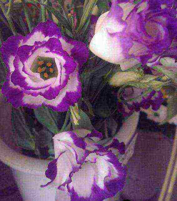 eustoma ดอกไม้ที่ปลูกและดูแลในทุ่งโล่งโดยเหง้า