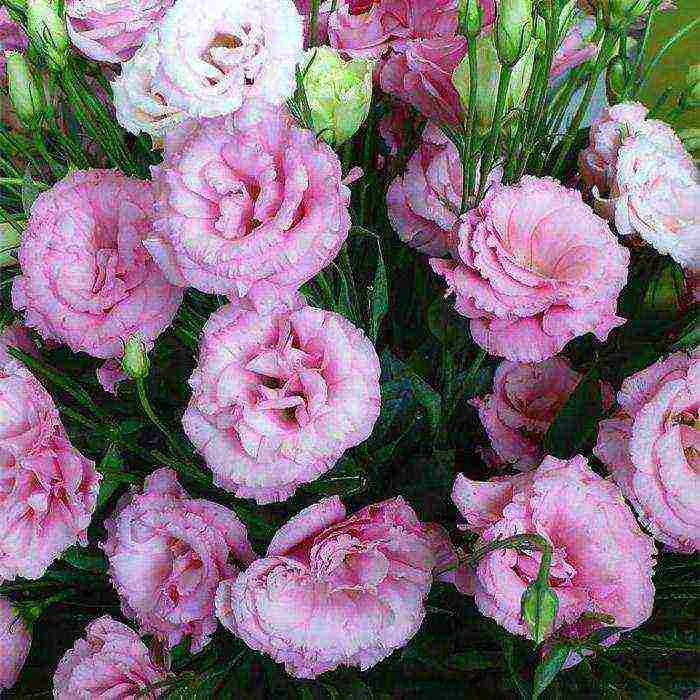 eustoma flowers planting and care in the open field by rhizome