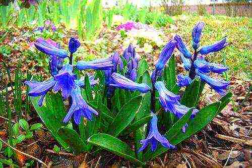 bulaklak hyacinths pagtatanim at pangangalaga sa bukas na bukid