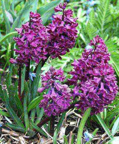 flowers hyacinths planting and care in the open field