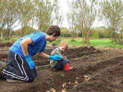 flowers hyacinths planting and care in the open field