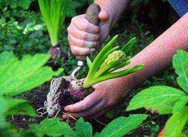 flowers hyacinths planting and care in the open field