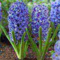 flowers hyacinths planting and care in the open field