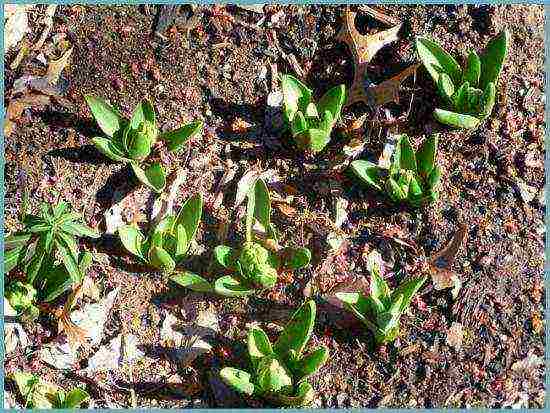 flowers hyacinths planting and care in the open field