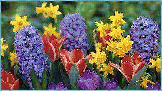 flowers hyacinths planting and care in the open field