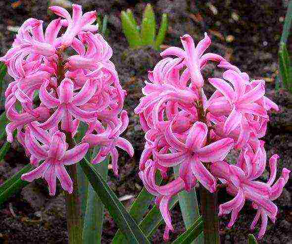 bulaklak hyacinths pagtatanim at pangangalaga sa bukas na bukid