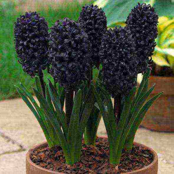 flowers hyacinths planting and care in the open field