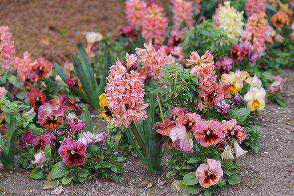 flowers hyacinths planting and care in the open field