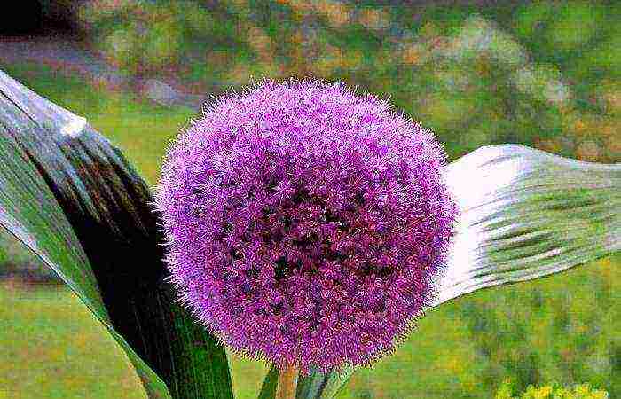 decorative bow planting and care in the open field in the Urals