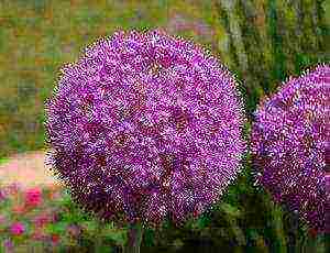 decorative bow planting and care in the open field in the Urals