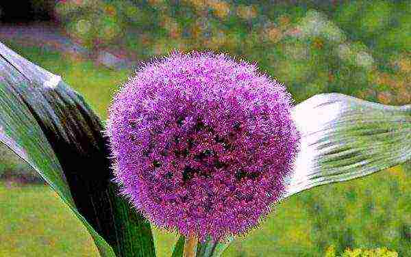 decorative bow planting and care in the open field in the Urals