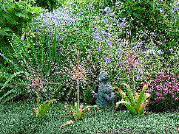 decorative bow planting and care in the open field in the Urals