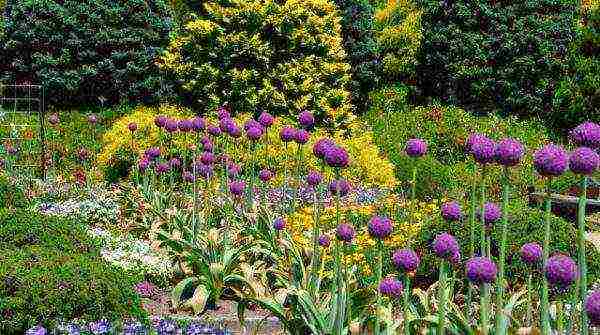 decorative bow planting and care in the open field in the Urals